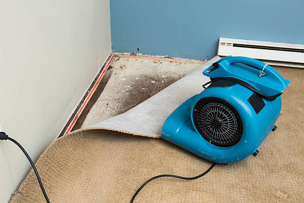 Best Mold removal after water damage  in Berea, OH